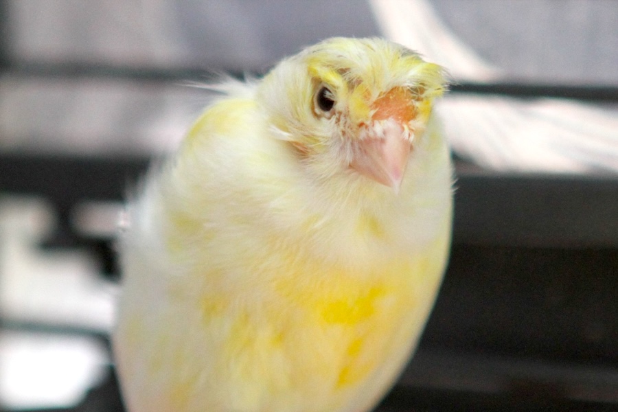 lemmon kanarienvogel IMG_4753we