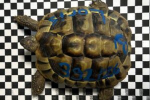 loris IMG_001 loris IMG_001