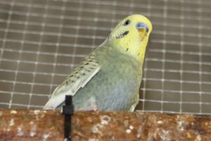 4 wellis AU Todesfall IMG_5853