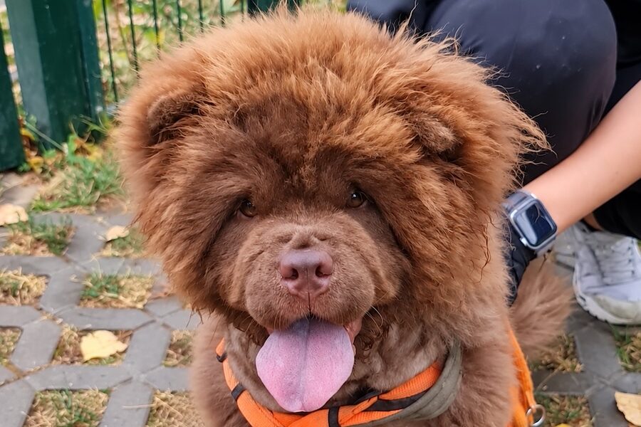 cookie chow chow