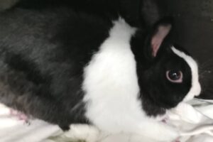 moon IMG_02 moon IMG_02