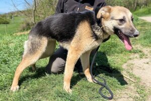 ruby IMG_006 ruby IMG_006