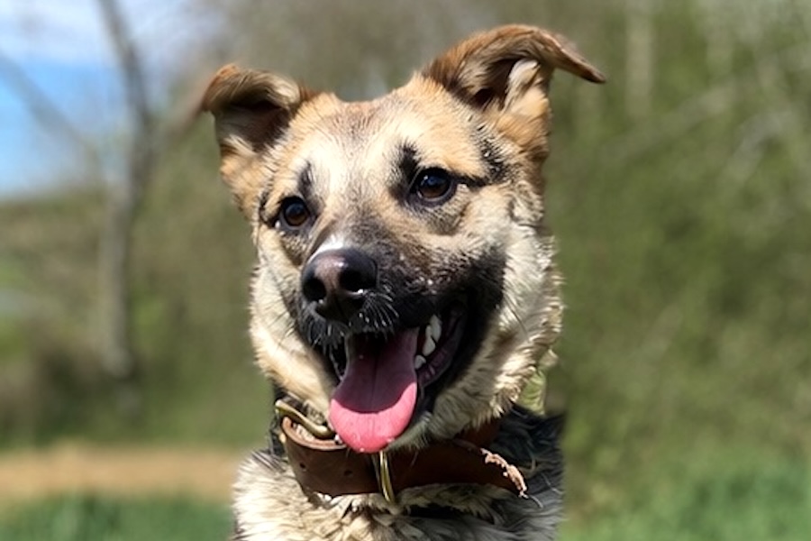 ruby IMG_007c ruby IMG_007c