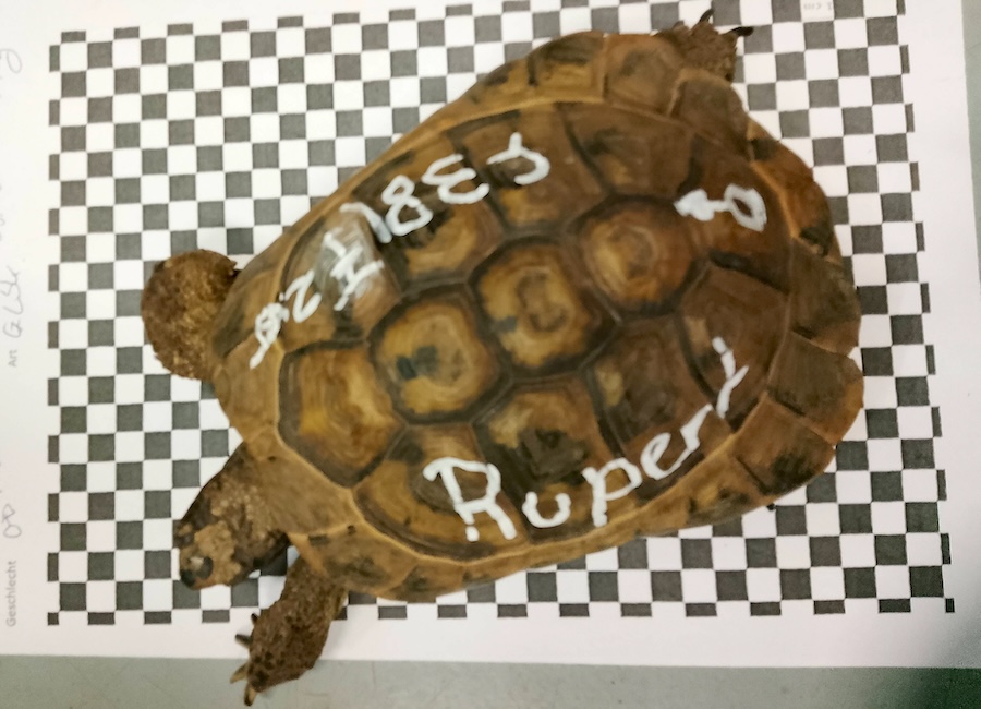 rupert IMG_16220