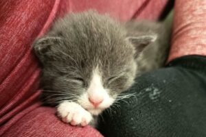 harley kinder IMG_003