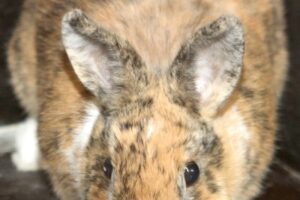 hoppel IMG_8137web hoppel IMG_8137web