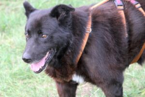 petru IMG_9687we