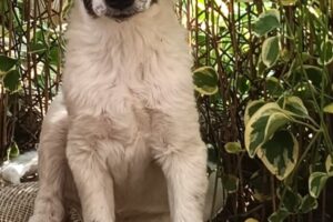 pina IMG_002 pina IMG_002