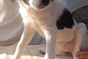 suri IMG_001