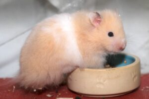 hamster braunherbert heinrich IMG_9717we hamster braunherbert heinrich IMG_9717we