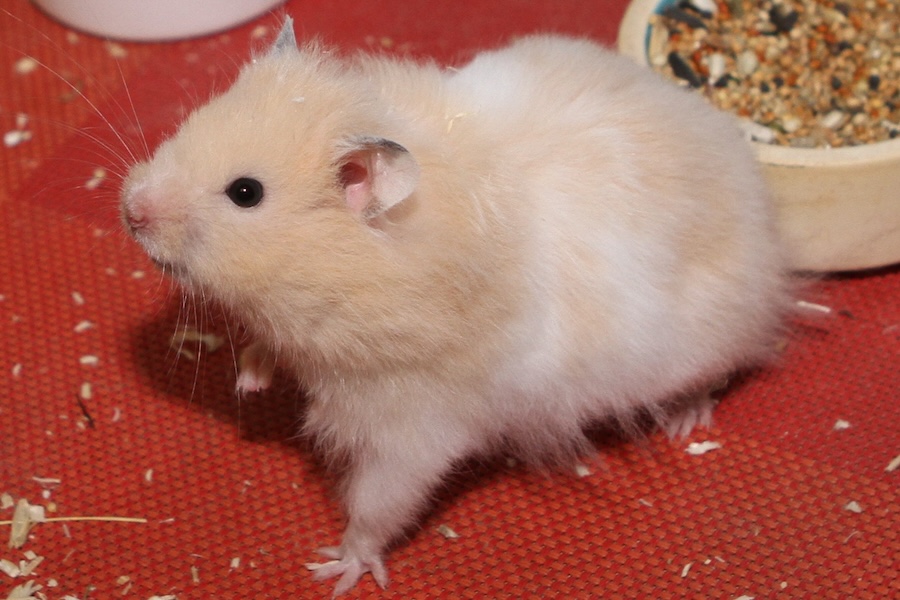 hamster braunherbert heinrich IMG_9719we