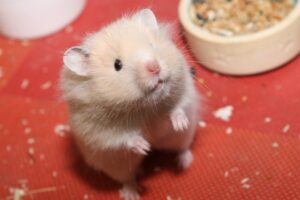 hamster braunherbert heinrich IMG_9724we hamster braunherbert heinrich IMG_9724we
