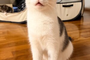 hime IMG_1001 hime IMG_1001