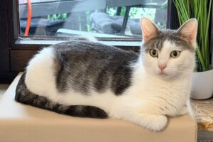 hime IMG_1002 hime IMG_1002