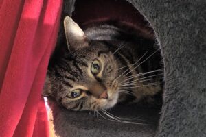 jojo IMG_01