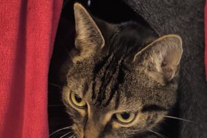 jojo IMG_02