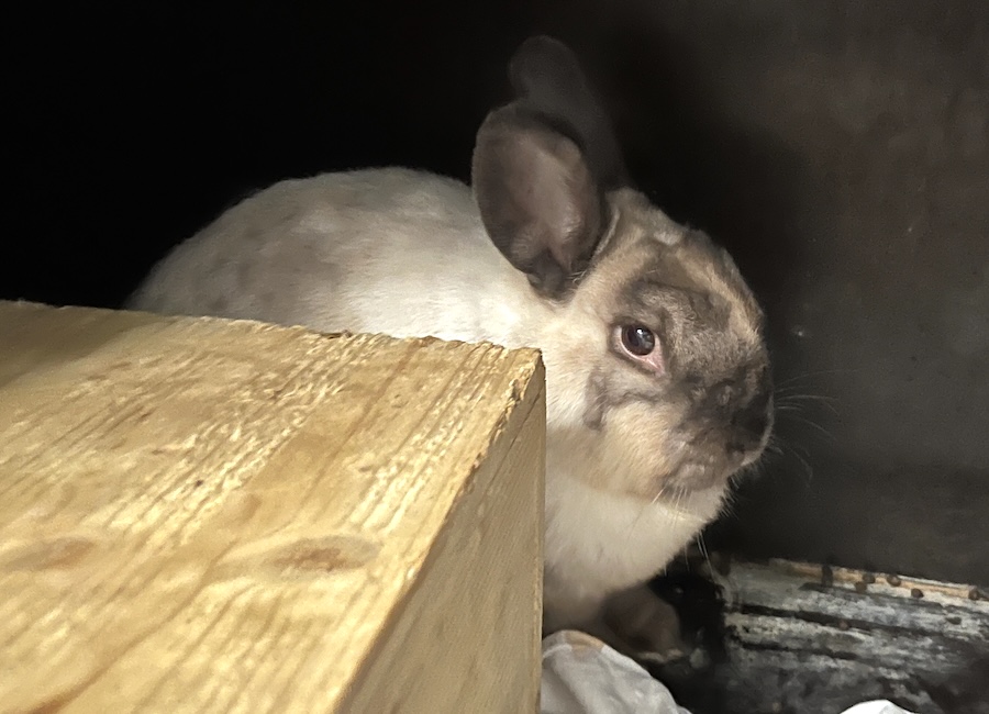 linus IMG_8059