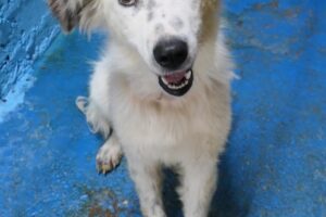 milky IMG_004 milky IMG_004