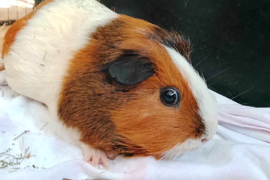 pepper IMG_001