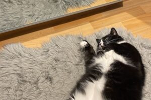 bi IMG_6617 bi IMG_6617
