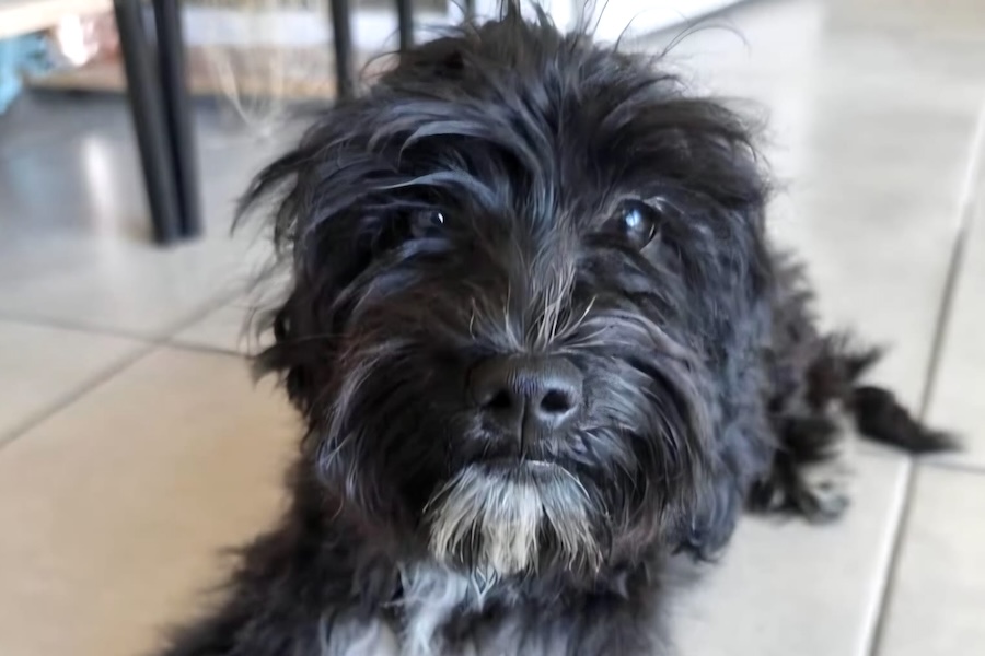 coco IMG_2854 coco IMG_2854