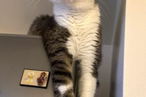 kitty IMG_3000 kitty IMG_3000