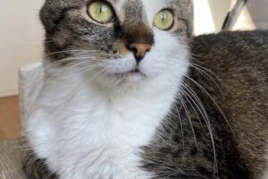 kitty IMG_3027 kitty IMG_3027