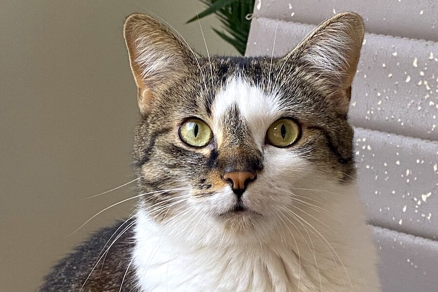 kitty IMG_3519 kitty IMG_3519