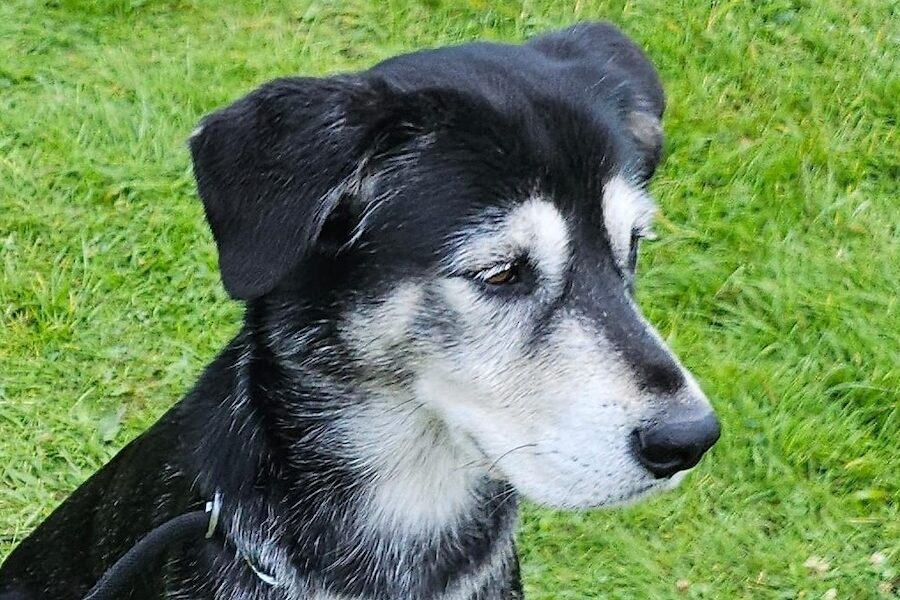kovu IMG_8691
