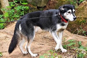kovu IMG_8693