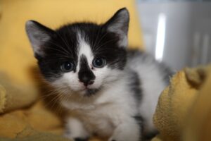 oreo IMG_0036 oreo IMG_0036