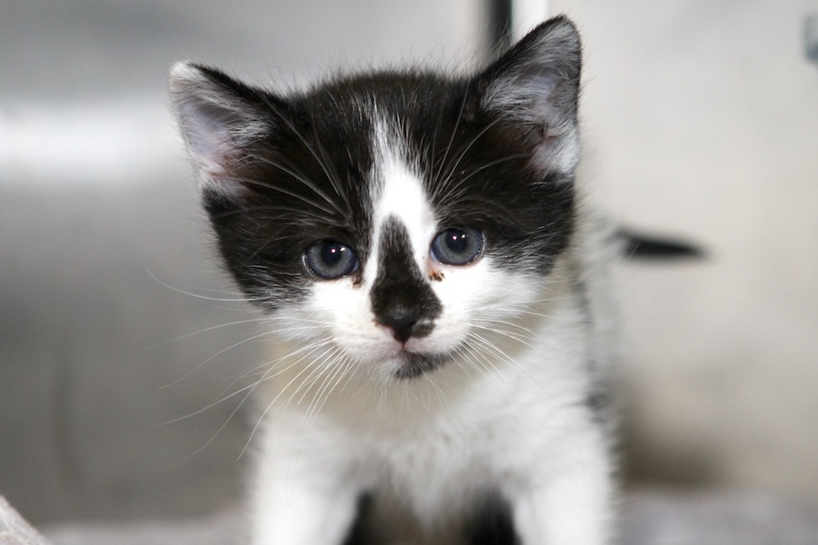 oreo IMG_0242 oreo IMG_0242