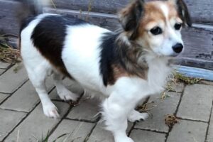 phoebe IMG_2866 phoebe IMG_2866