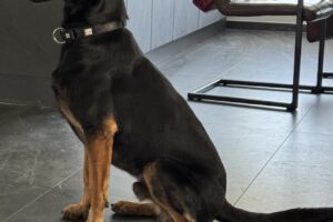 rocky von privat IMG_001