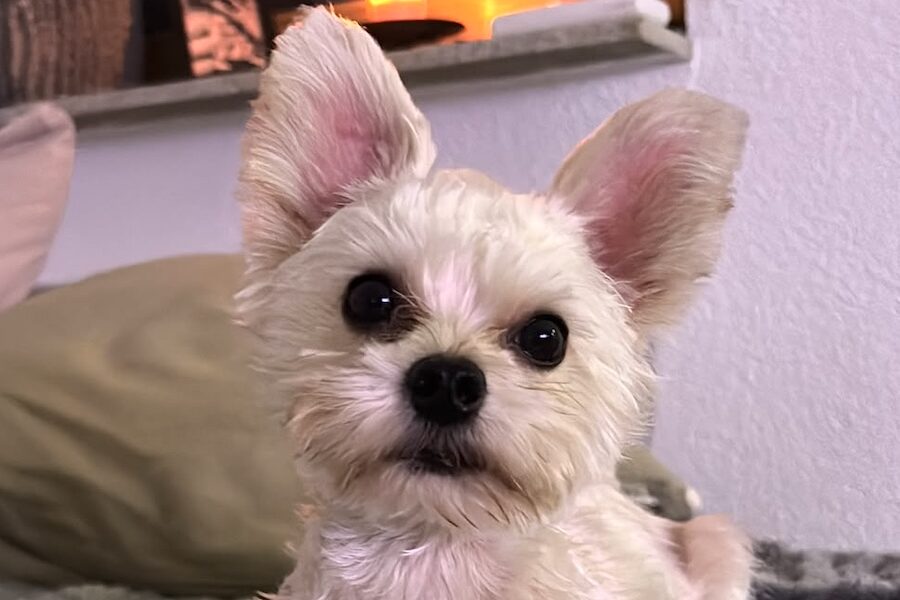 23 Okt. Xia, Yorkshire Terrier Mix – Tierheim Heilbronn