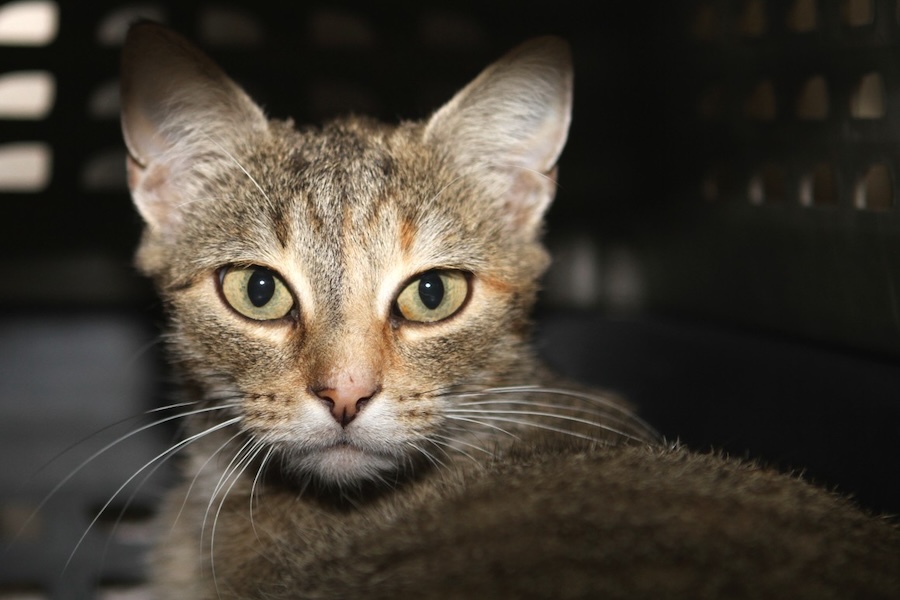 yakuza IMG_9735we yakuza IMG_9735we